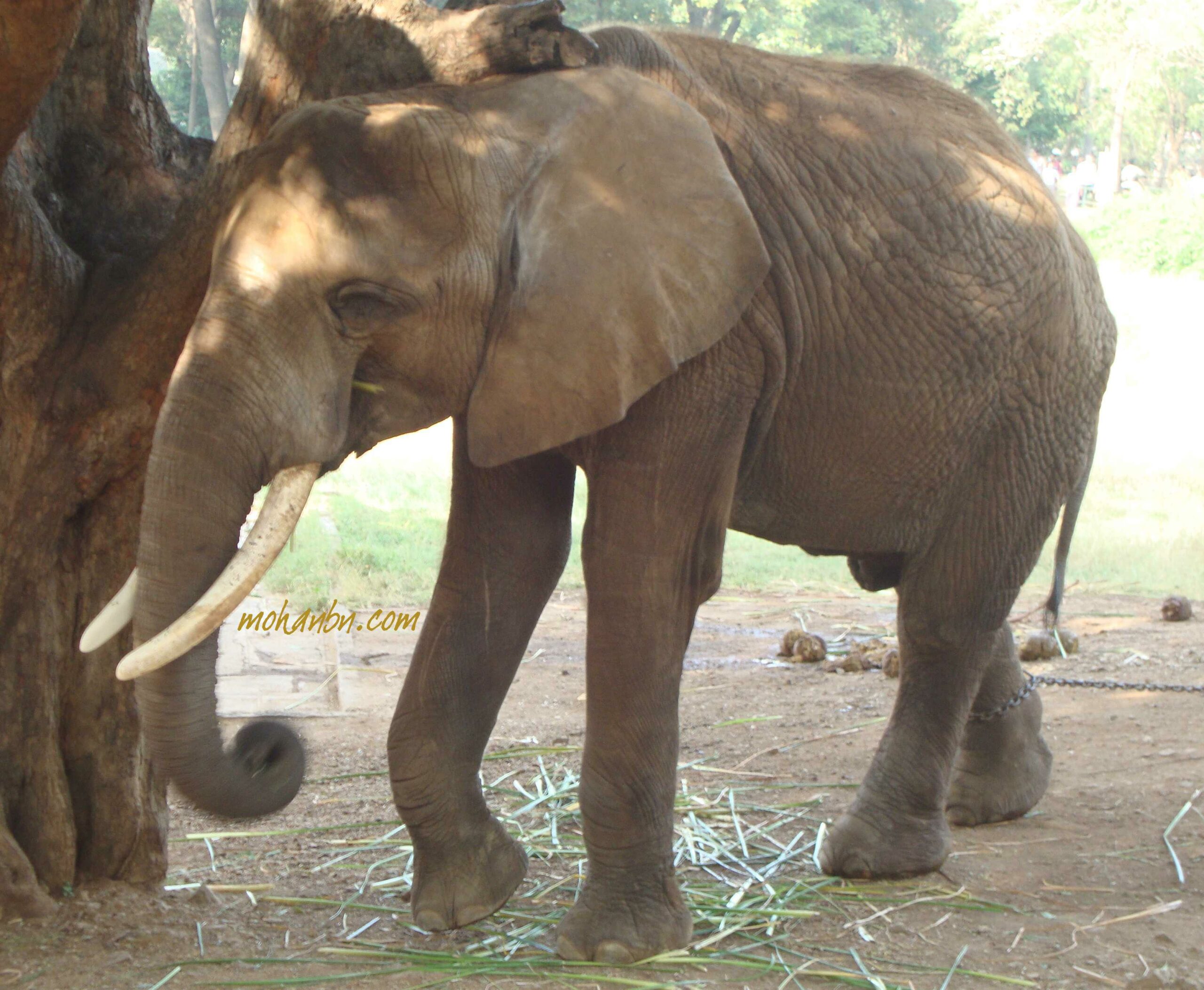 Adopt an Animal & Get Tax Benefit – Mohan's blog Adopt an Animal & Get Tax Benefit – Mohan's blog