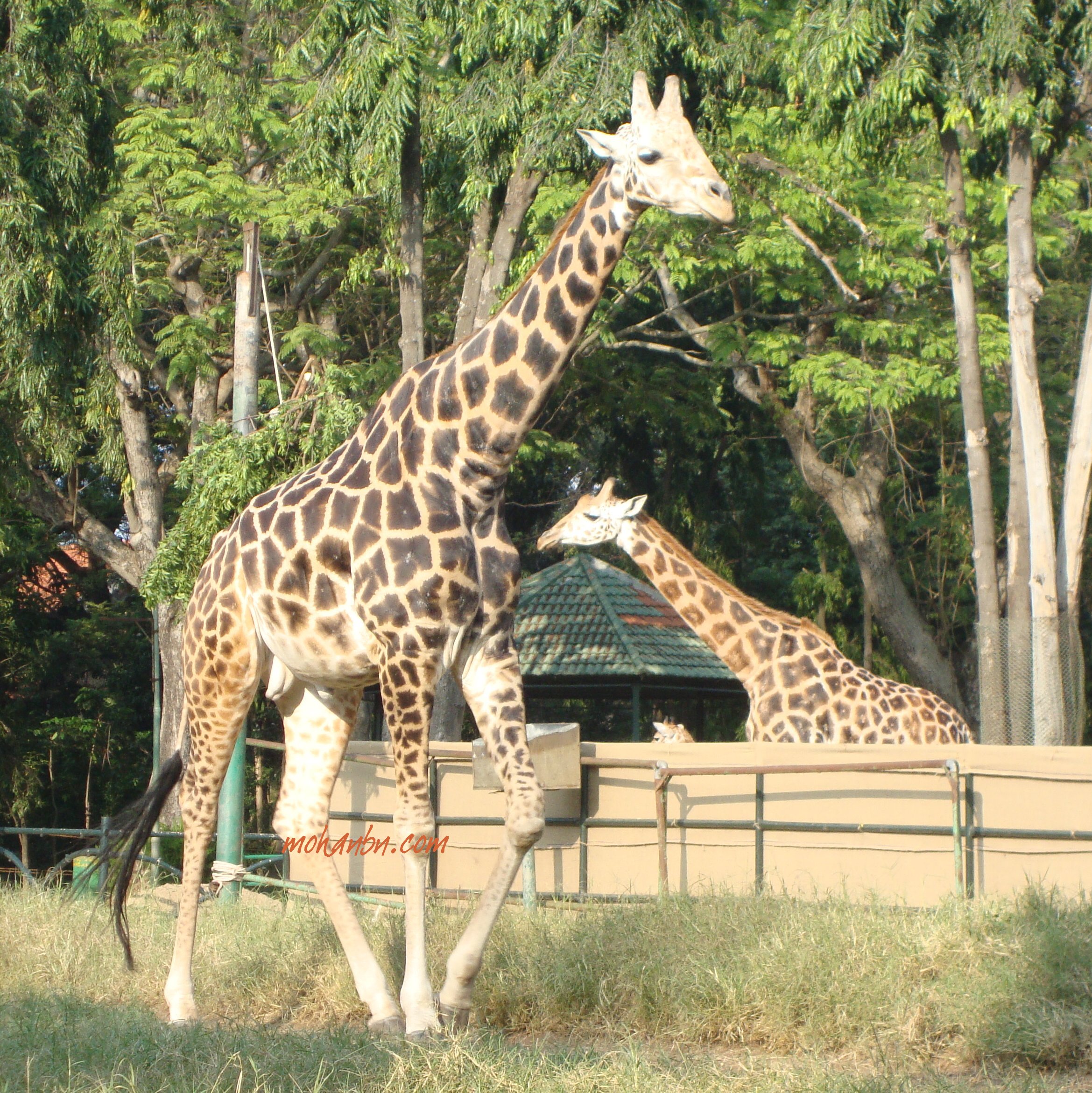 Adopt an Animal & Get Tax Benefit – Mohan's blog Adopt an Animal & Get Tax Benefit – Mohan's blog