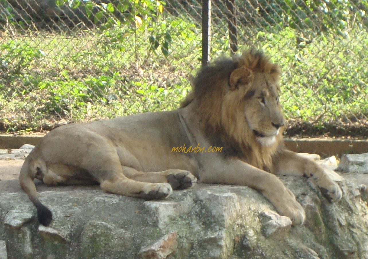 Adopt an Animal & Get Tax Benefit – Mohan's blog Adopt an Animal & Get Tax Benefit – Mohan's blog