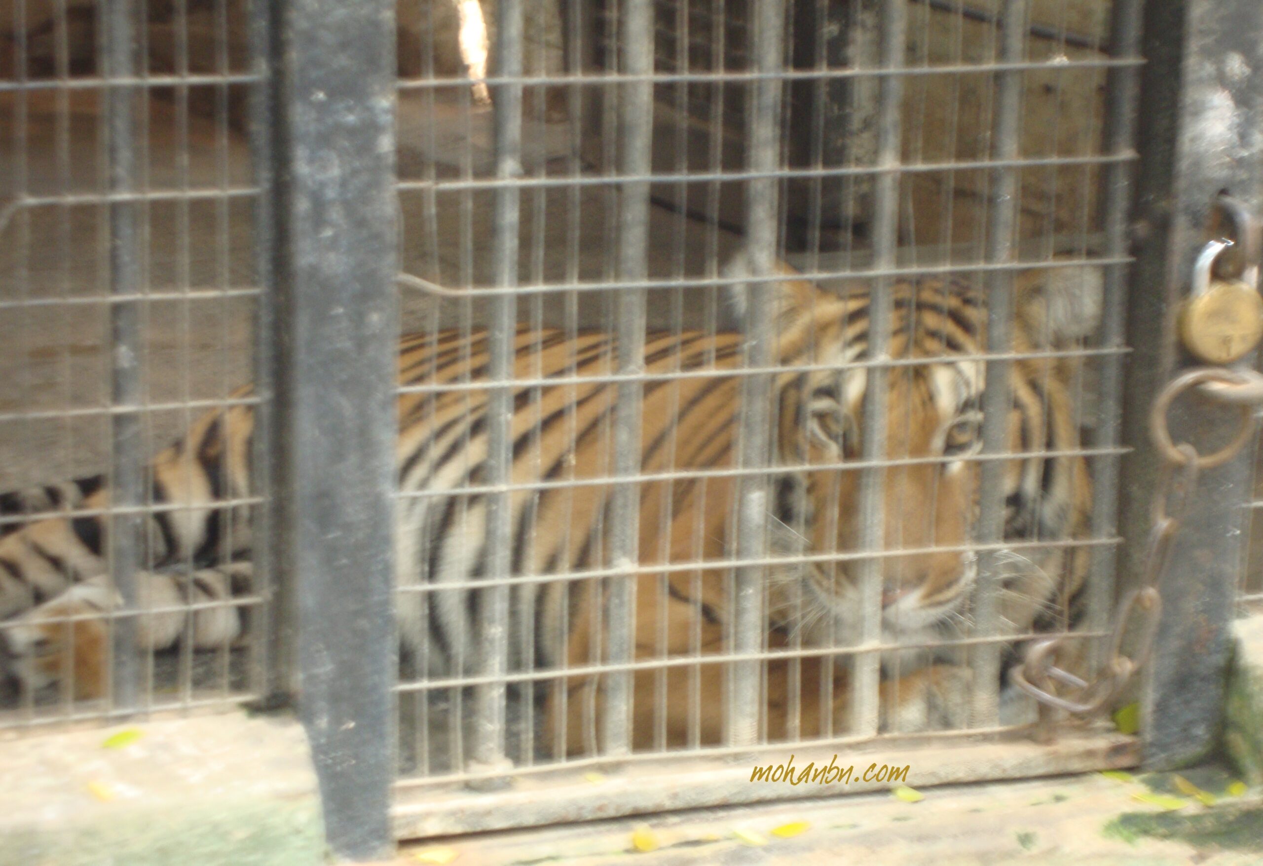 Adopt an Animal & Get Tax Benefit – Mohan's blog Adopt an Animal & Get Tax Benefit – Mohan's blog