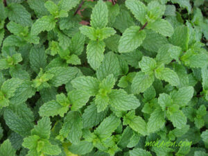 Fresh Mint