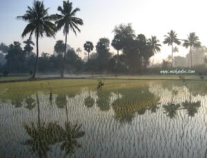 Paddy Fields